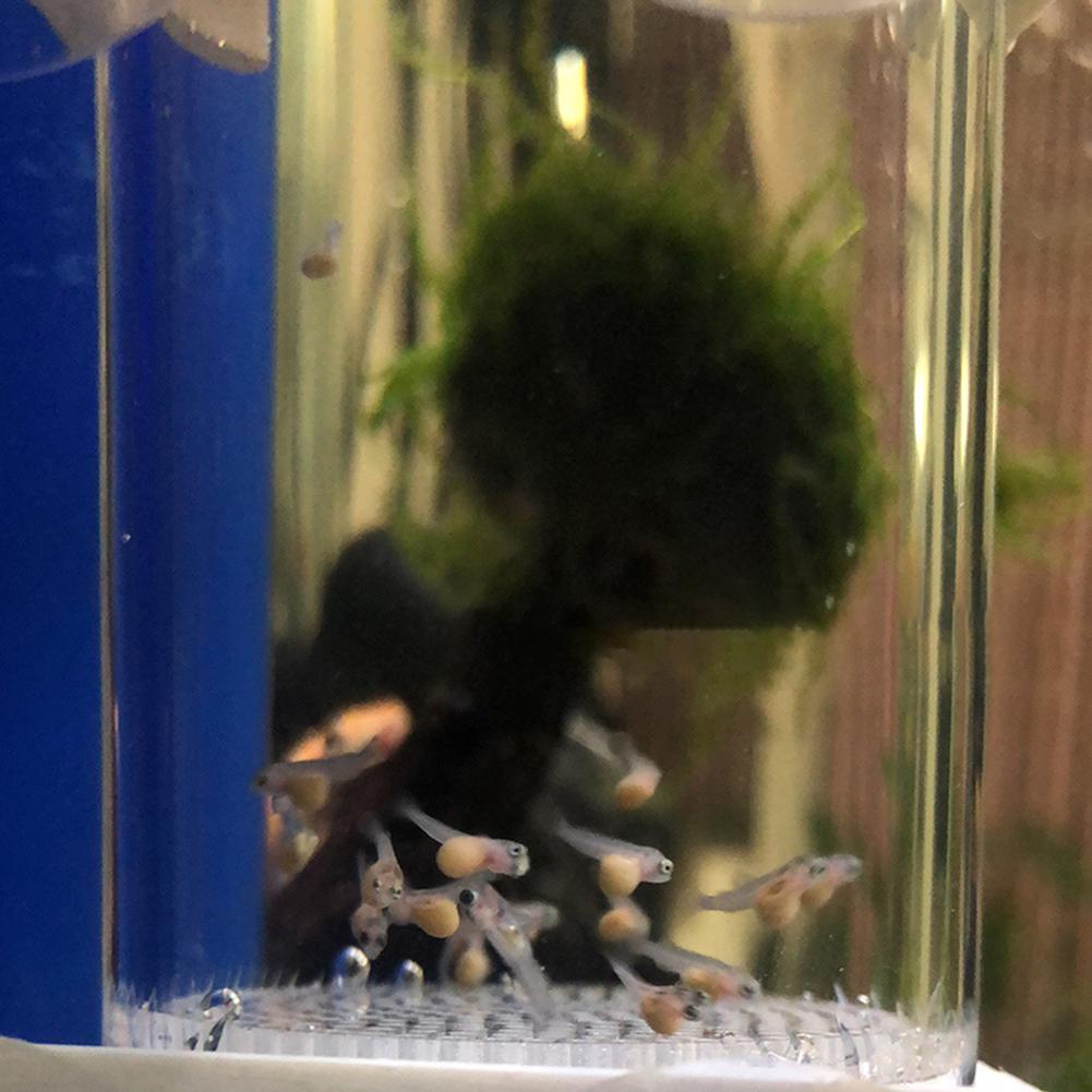 40mm Kuluçka Makinesi Balık Ku - Lab Incubator incelemesi ve fiyatı